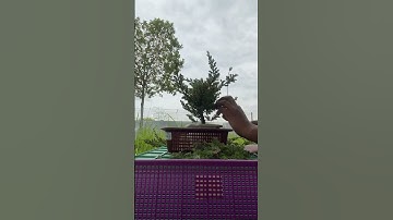 cleaning procumbens nana juniper bonsai for styling ~ 4