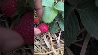 Strawberry 🍓#terracegardenindia #trending #viral #garden #organic #fruit #red #lyrics #love #farm