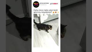 Daha önce takla atan kedi görmüş müydünüz? 🐱😂✨