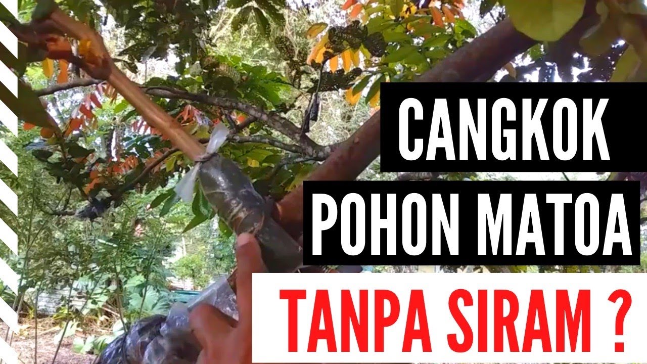 TANPA SIRAM CANGKOK MATOA BISA TUMBUH DENGAN INI