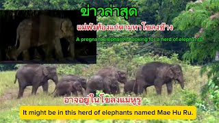 Ep.521 ข่าวแม่พังท้องแก่กับโขลงแม่หูรู#wildlife #ช้างป่า#elephant #nature #news #ช้าง #animals