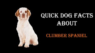 Quick Dog Facts About The Clumber Spaniel!