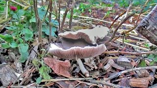 Mushrooms Growing On Hugelkultur!