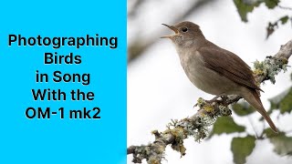 Filming and Photographing singing birds with the OM-1 Mk2 and the 150-400mm lens