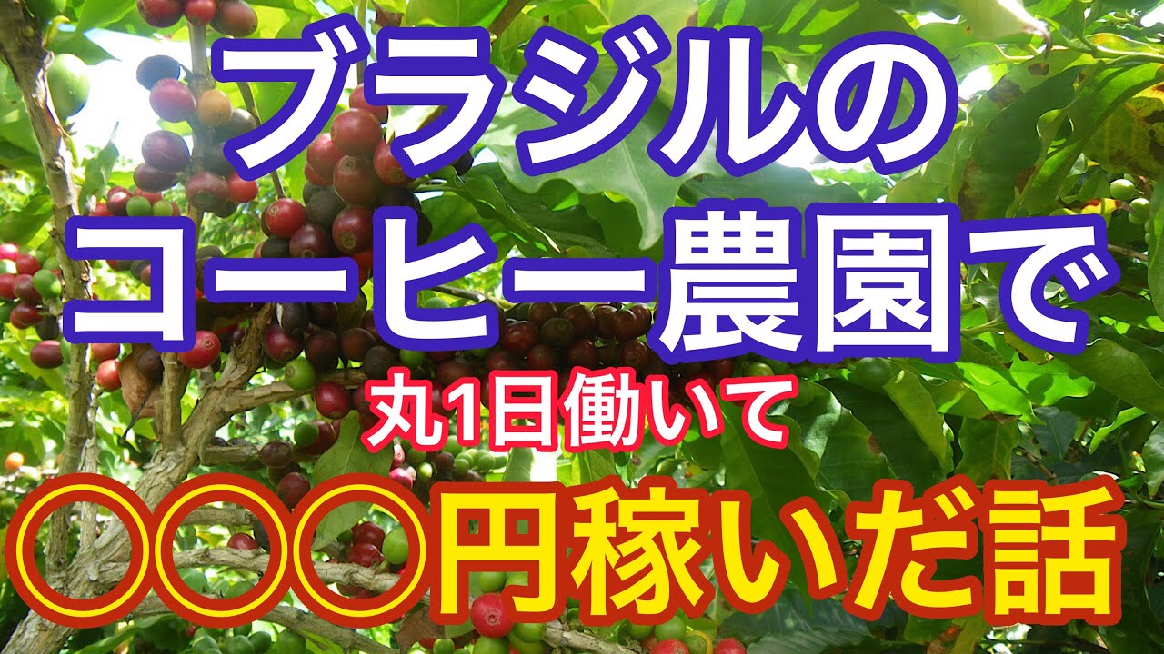 ブラジルのコーヒー農園 ブラジル人とコーヒー畑で働いたときの日給がすごかった ブラジルvlog Youtube
