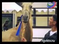 В Москве прошёл чемпионат мира по выставке-выводке для лошадей ахалтекинской породы