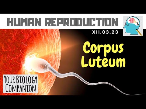 Video: Corpus luteum në vezore: çfarë është ajo