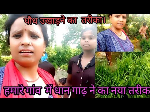 धानी गल गई पौध उखाड़ने का नया तरीका😁🙏😆 dhaangad ne ka naya tarika#rekha #devi #video