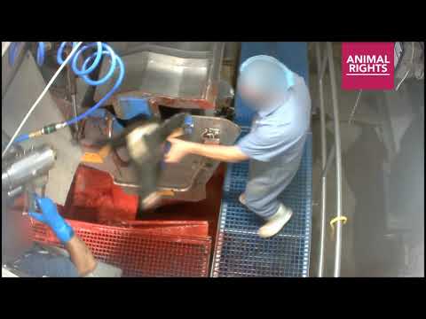 Undercover footage implicates world’s largest calf slaughterer in animal cruelty
