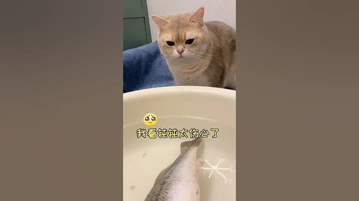 【钝钝的日常】猫咪会害怕章鱼吗？ - 天天要闻