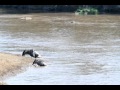 Crocodile Taking Down Wildebeests