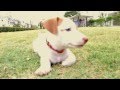 พ่อพาไข่ต้มออกมาวิ่งครับ - jack russell puppy , 2 Months