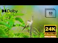 World top beautiful 373 animals and fish ans bird 8k ultra dolby vision 60 fps