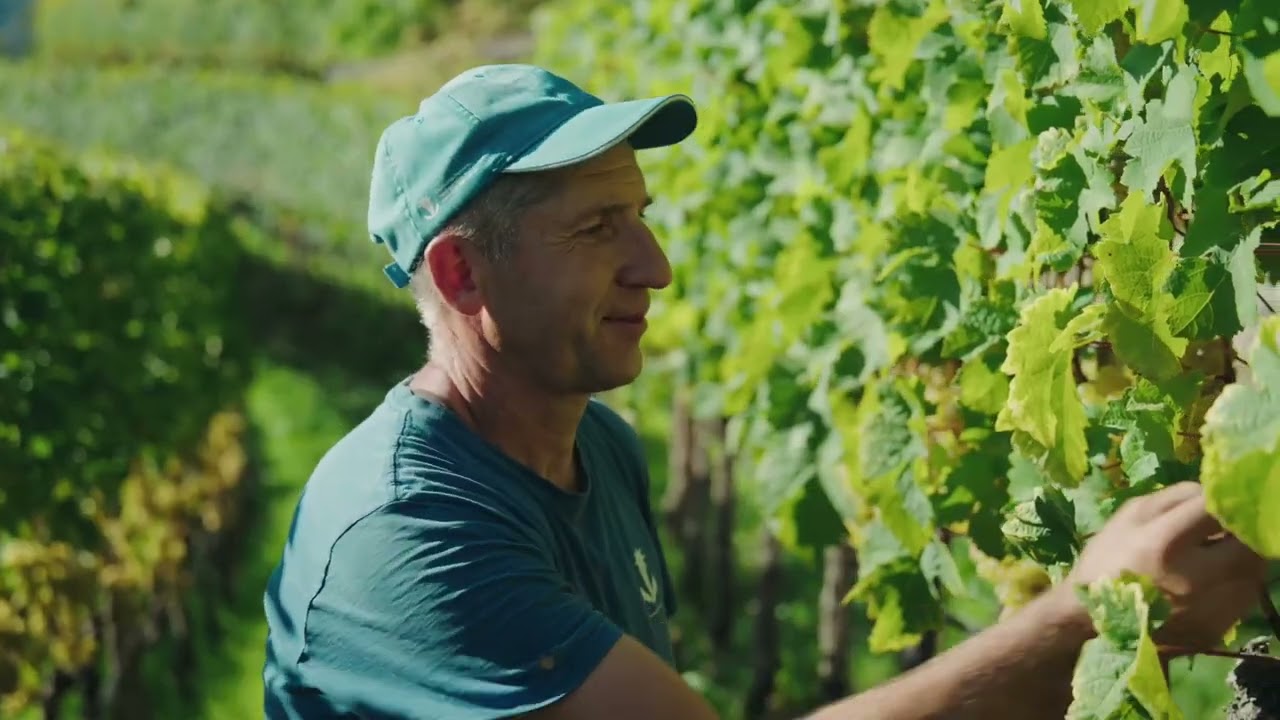 Image Video Cantina Valle Isarco