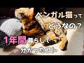 【ベンガル猫】飼いにくい？1年間暮らして分かった事を本音で紹介します