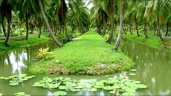 WOW! Amazing New Agriculture Technology - Coconut factory. Coconut trees.