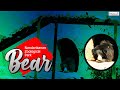 Nandankanan zoological park series  ep1  bear  odisha tourism  odishaaah