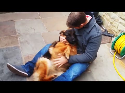 Video: 10 Dinge, die nur Besitzer von Deutschen Schäferhunden verstehen