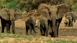 Why Wildlife Filmmaking Is So Important | Planet Earth Iii Behind The Scenes | Bbc Earth