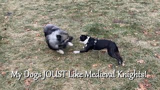 My Dogs Play And Joust Like Medieval Knights Compilation!