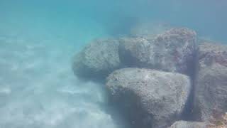 Amazing sea spider in exotic beach of St Kitts