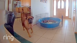 Eva's Humans Called Over The New Mama Via Their Ring Cam To Feed Her Puppies | RingTV