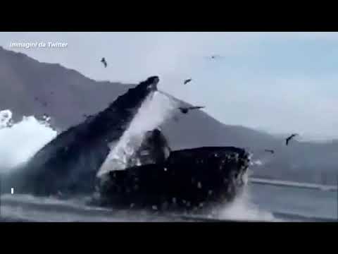 Video: Una balena si rompe o si apre?