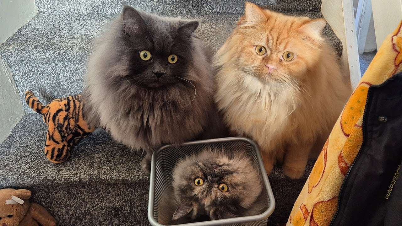 Bin Full of Fluff: Looks Like It Needs Emptying Again! 🐾🗑️😹 - YouTube