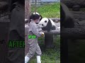 Baby Panda Not Helping Zookeeper Shorts 