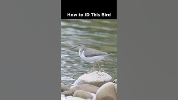 Do you recognize this shorebird?