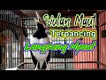 Kicauan Jalak Suren Gacor || Pancingan Suara Burung Jalak || MASTERAN BURUNG