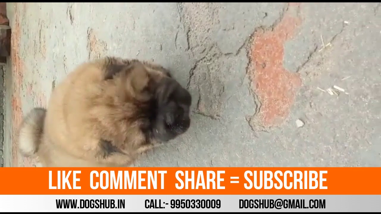 Chow chow heavy bone puppy sale puppy paradise