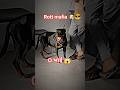 mafia dog 🤣 ll rottweiler dog 🐶😎🕵️♂️ ll rottweiler dog breed ll 🤣 Rottweiler khukhar dogs #shorts