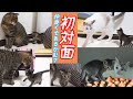 子猫 お兄ちゃん猫たちとついに遊ぶ！