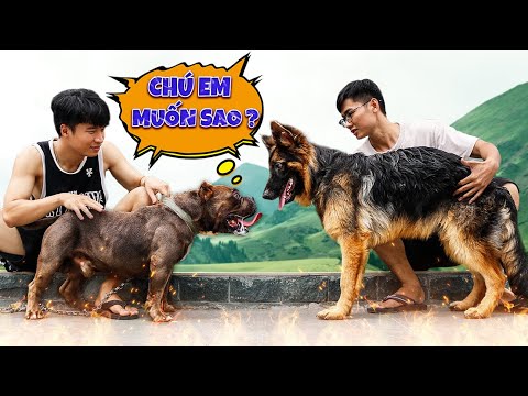 Video: 13 yếu tố cốt lõi cho Rocker Dogs