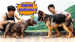 Quang Bm Huấn Luyện Chó Becgie Teach Dog