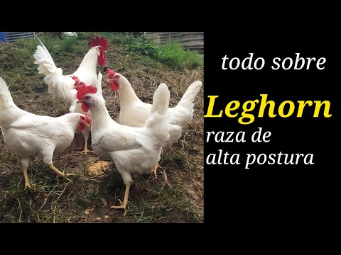 Video: Leghorn: Una Raza De Pollos Con Alta Producción De Huevos