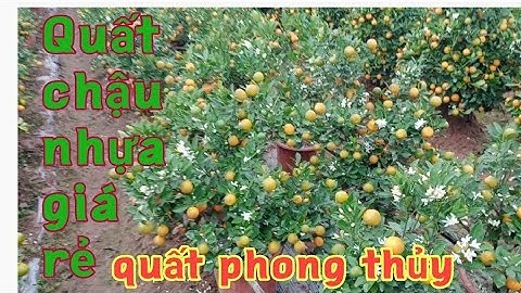 quất tết giá rẻ tại vườn quất chậu nhựa phong thủy bốn mùa quất tết 2022
