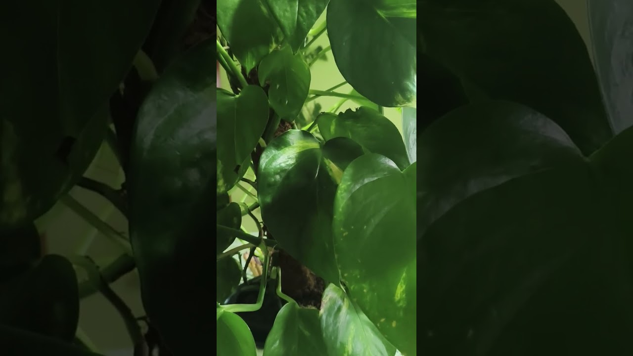 @ГубарЁва Наталья. Губа лев - руководитель🤭🤭🤭🤭🤭