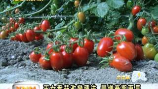 雲林新聞網-玉女番茄改變種法量增產期更長 