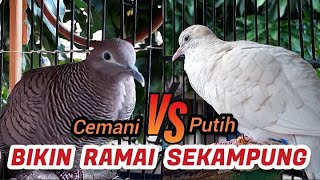 Perkutut Putih Gacor Vs Cemani Gacor