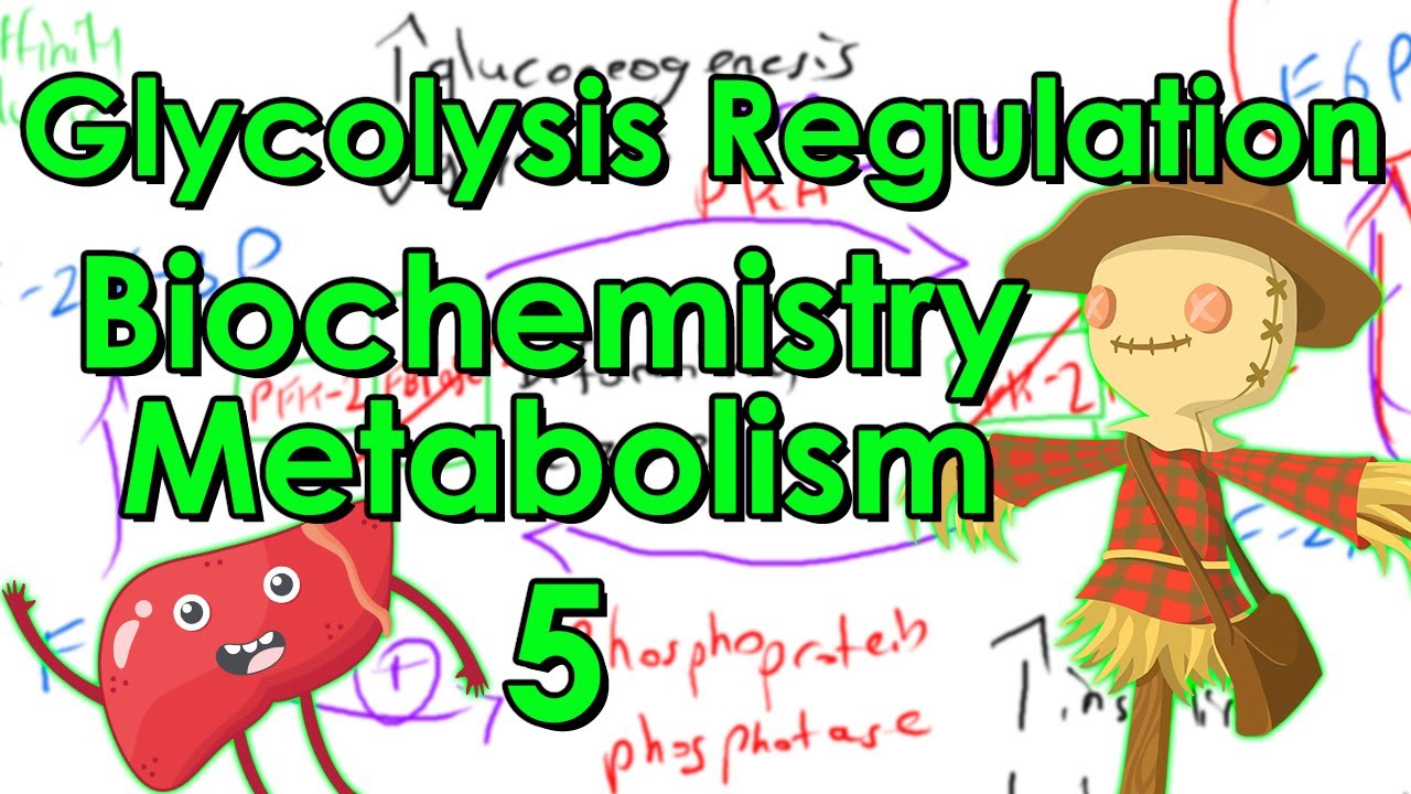 Glycolysis Regulation Part 2 (Liver) - Biochemistry Metabolism Lesson 5 ...