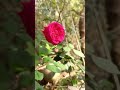 Beauti of Nature। Chand hai fool hai mahkti hai fiza। Bollywood songs। Romantic status video।Status।