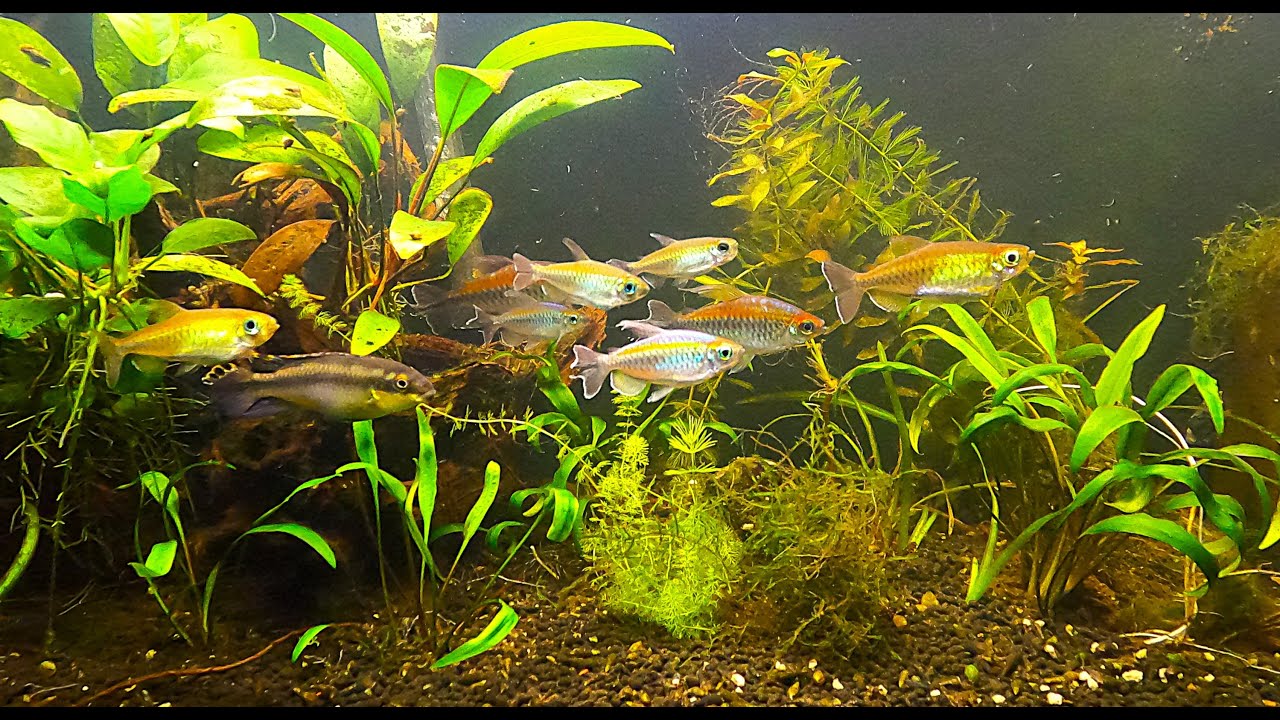 Работаю над своим 4-футовым резервуаром для воды реки Конго