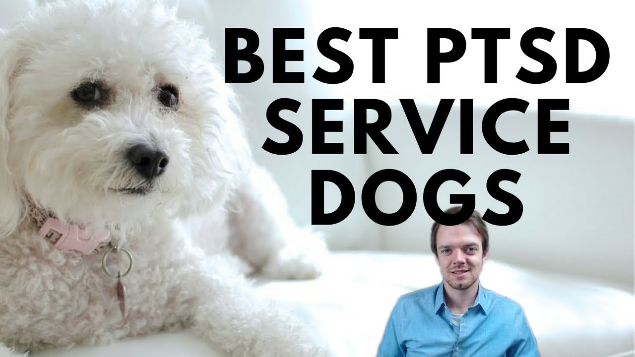 service dog breeds