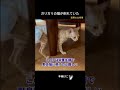 倉庫で衰弱していた猫を助けて家に連れて帰った #保護猫 #泣ける話