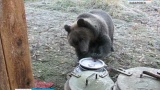 Видео Вести-Хабаровск. Небывалое нашествие медведей от VestiKhabarovsk, улица Короленко, Хабаровск, Россия