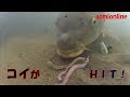 A large carp hit on a bunch of sandworm.　(underwater fishing video)