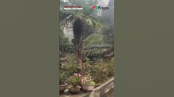 Tuyết rơi ở Hà Giang vào ngày 27 Tết | VTV24