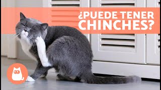 CHINCHES en GATOS  (Picadura, Síntomas y Tratamiento)